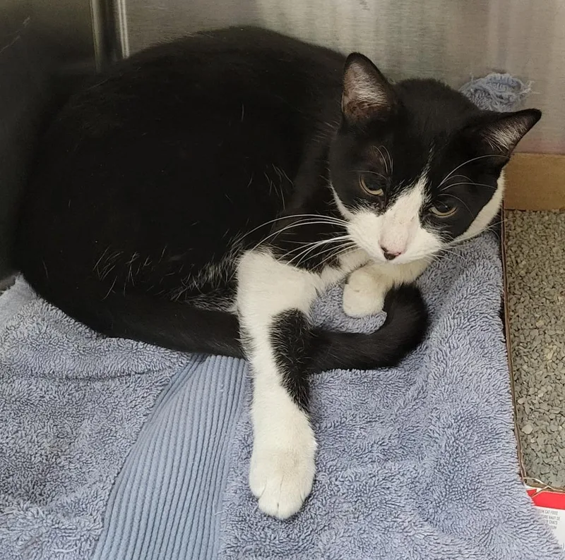 A young small-sized female Domestic Short Hair cat named 2706-0322 for adoption in Heber City, UT