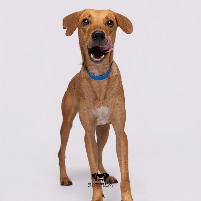 Red thumbnail 3