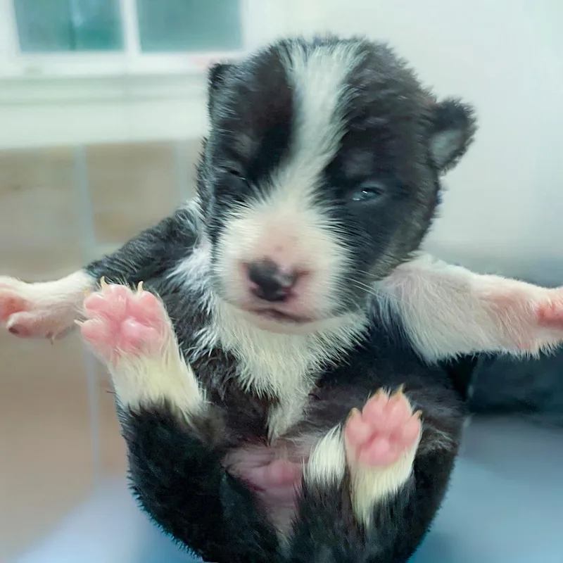 Panda Bear
