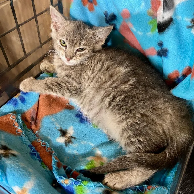 A baby small-sized female Gray / Blue / Silver Domestic Short Hair cat named Rosalee for adoption in Herrin, IL