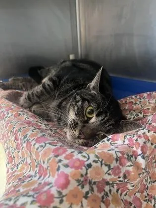 An adult medium-sized female Domestic Short Hair cat named Siracha for adoption in Largo, FL