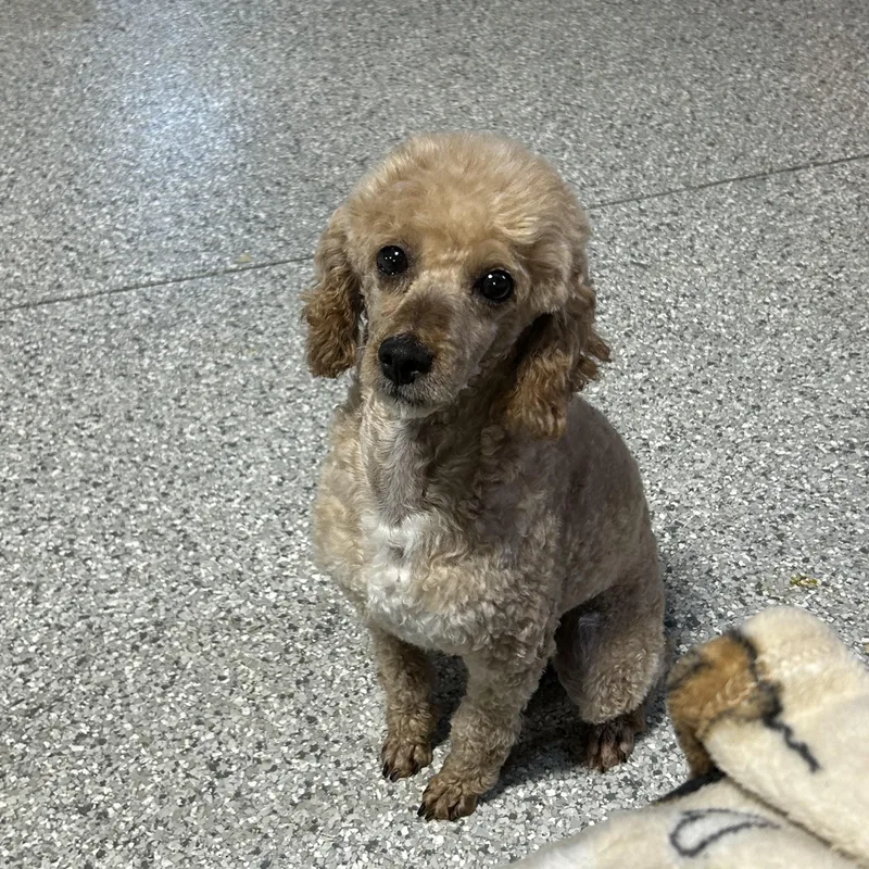 An adult small-sized male Apricot / Beige Miniature Poodle dog named Jake for adoption in Antwerp, OH