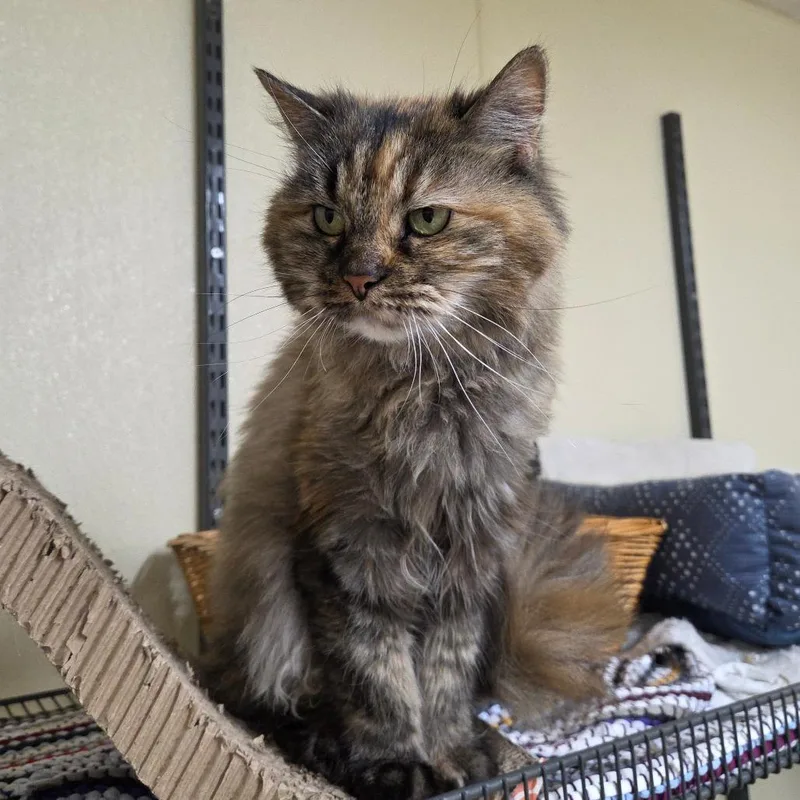 An adult medium-sized female Torbie Domestic Long Hair cat named Priscilla for adoption in Pontiac, IL