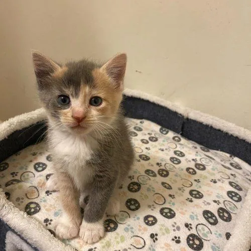 A baby small-sized female Dilute Calico Domestic Short Hair cat named Renee for adoption in Toms River, NJ