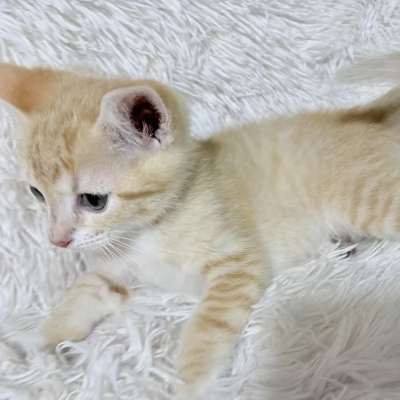 A baby small-sized male White Domestic Short Hair cat named Dawnfire for adoption in Fredericksburg, VA