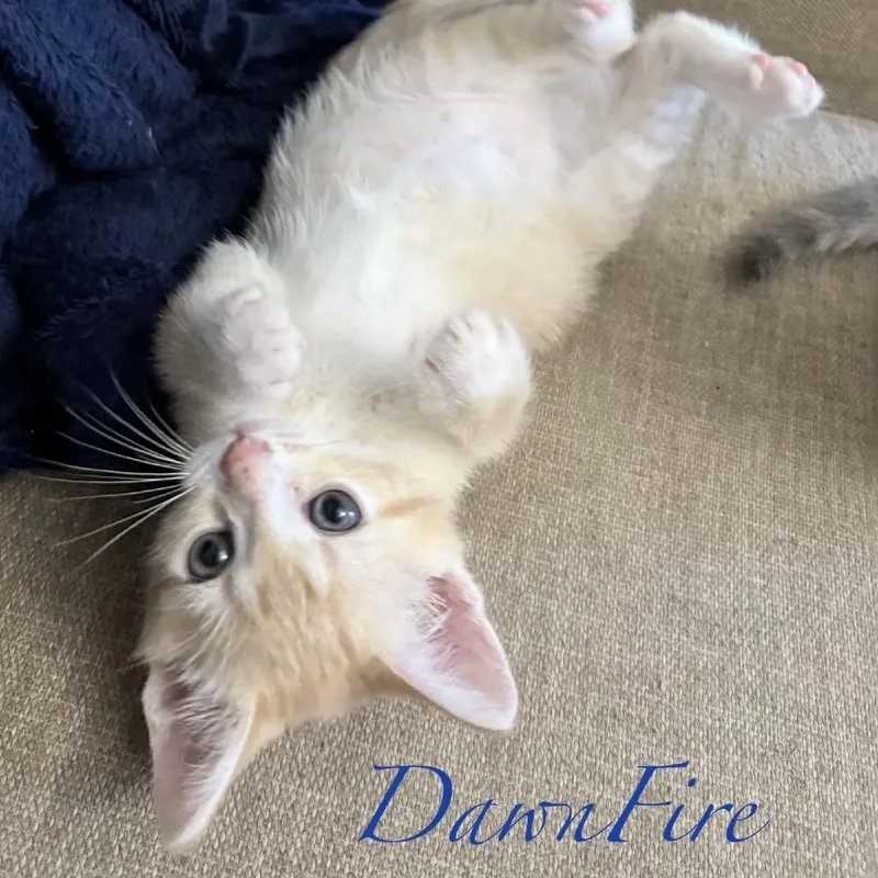 Dawnfire thumbnail 5