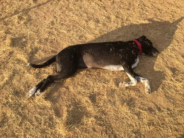Bailey thumbnail 3