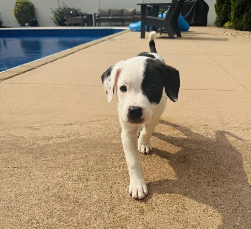 A baby large-sized male Tricolor (Brown, Black, & White) Labrador Retriever dog named Marshall for adoption in Greenlawn, NY
