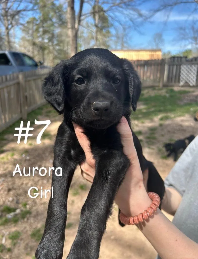 A baby medium-sized female Mixed Breed dog named Aurora for adoption in Sharpsburg, GA