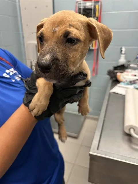 A baby small-sized male Pit Bull Terrier dog named Babe Ruth for adoption in Corpus Christi, TX