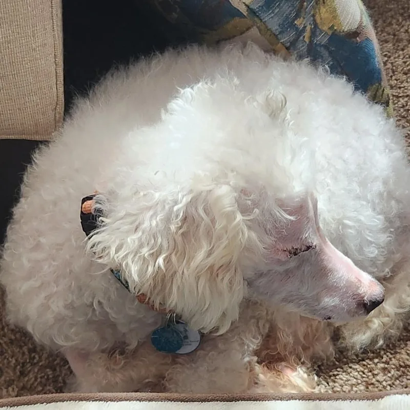 Georgie