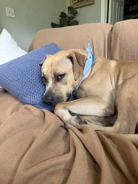 An adult large-sized male Pit Bull Terrier dog named Leo for adoption in Austin, TX
