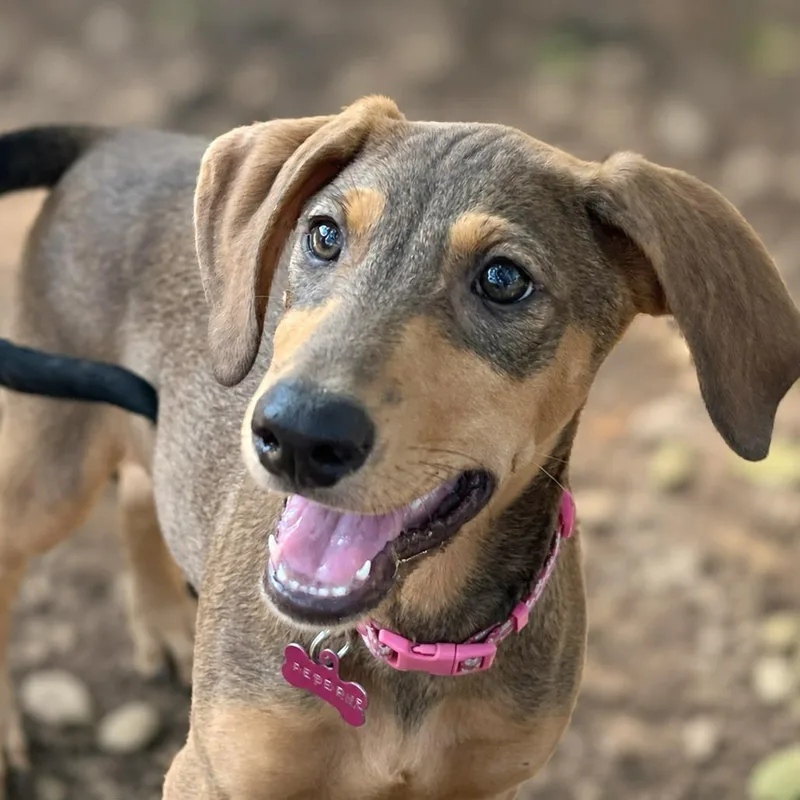 A baby small-sized female Brown / Chocolate Hound dog named Reserve for adoption in Boerne, TX