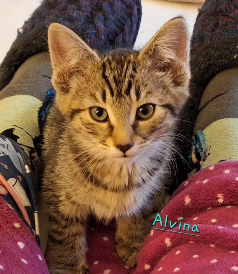 A baby medium-sized female Domestic Short Hair cat named Alvina for adoption in Windsor, CT