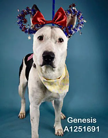 Genesis  WAITING FOR thumbnail 2