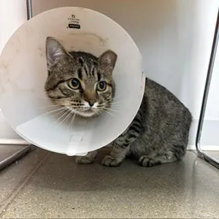 Elliot