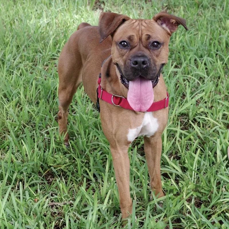 An adult medium-sized female Boxer dog named Xena for adoption in Miami, FL