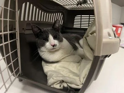 An adult large-sized male Gray / Blue / Silver Domestic Short Hair cat named These Ain't Your Daddy's for adoption in Kansas City, MO