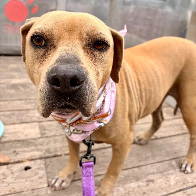 Zooey Deschanel thumbnail 3