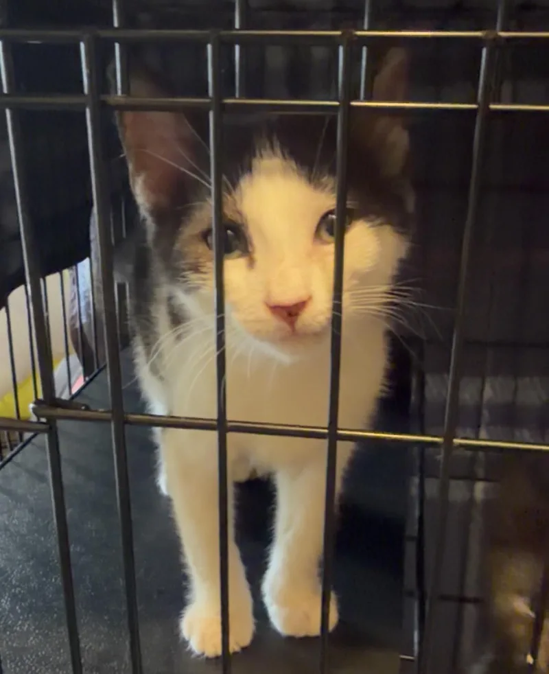 A baby medium-sized female Domestic Medium Hair cat named Lorelai for adoption in Lemoyne, PA