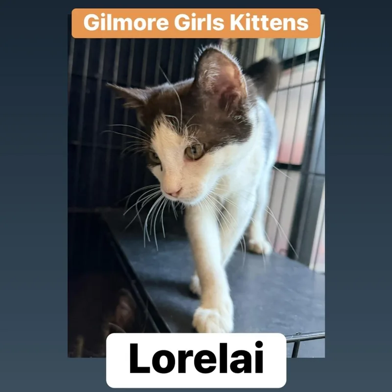 Lorelai thumbnail 4