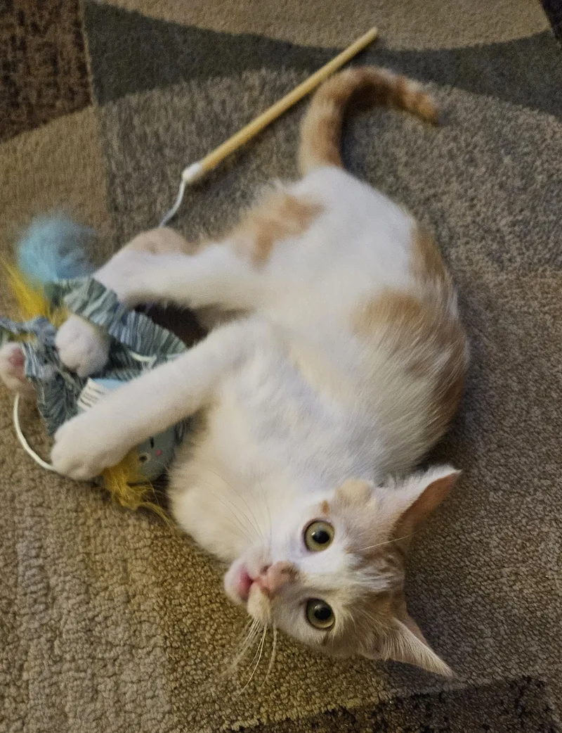 A young medium-sized male Orange & White Domestic Short Hair cat named Milo for adoption in Lemoyne, PA