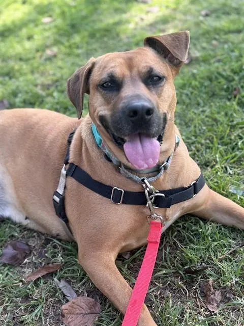 An adult medium-sized female Black Mouth Cur dog named Nessy for adoption in Chula Vista, CA