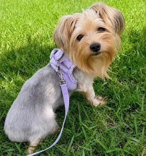 An adult small-sized female Yorkshire Terrier dog named Lainey for adoption in Palm City, FL