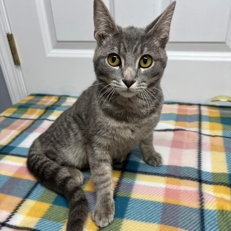 A young small-sized male Gray / Blue / Silver Domestic Short Hair cat named Fish for adoption in Granville, OH