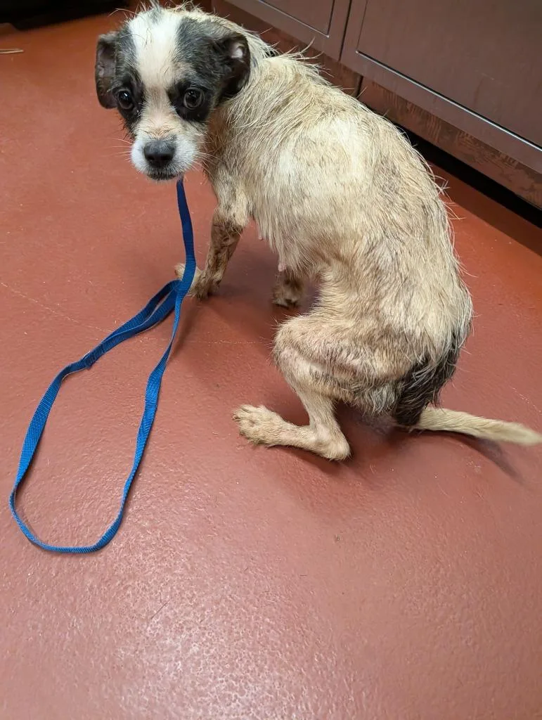 An adult small-sized female Mixed Breed dog named Cupcake for adoption in Douglasville, GA