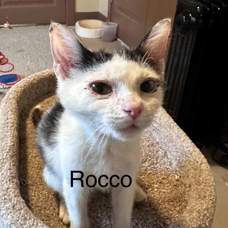 Rocco