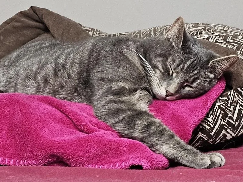 A young large-sized male Tabby (Gray / Blue / Silver) Domestic Short Hair cat named Ace for adoption in Gouverneur, NY