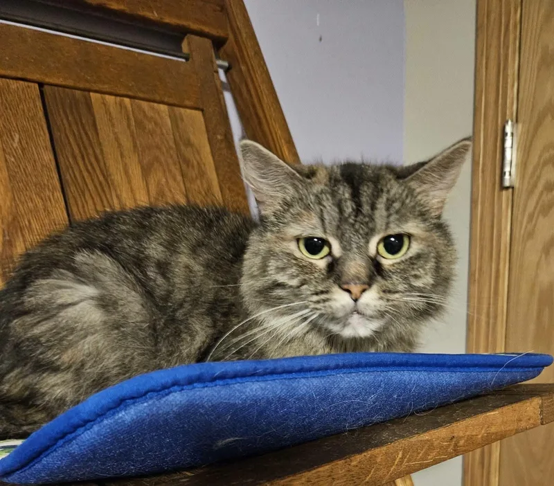 An adult small-sized female Tabby (Gray / Blue / Silver) Domestic Medium Hair cat named Dot for adoption in Sioux City, IA