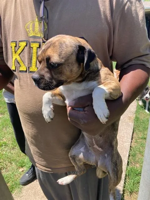 A young medium-sized female Mixed Breed dog named Bully for adoption in Dallas, TX