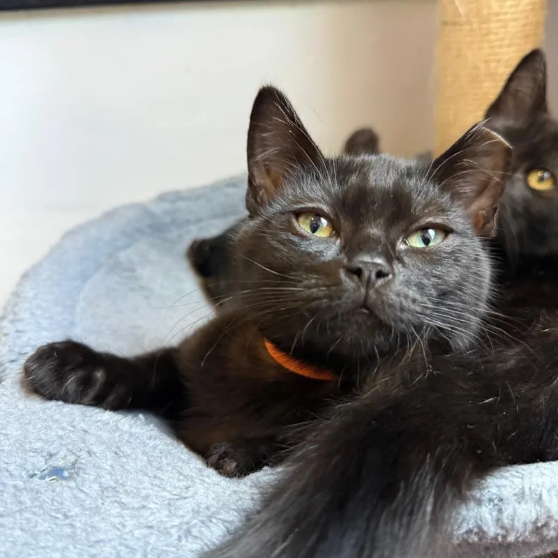 A baby small-sized female Black Domestic Short Hair cat named Poe for adoption in Los Angeles, CA