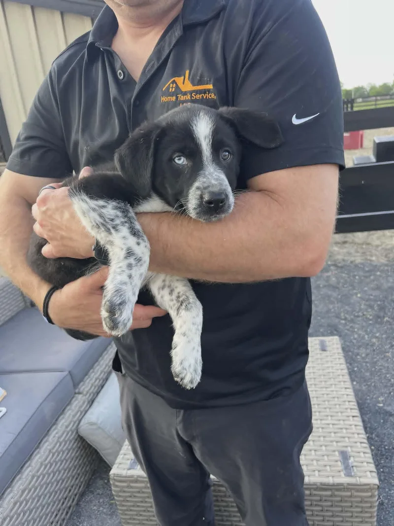 A baby small-sized male Border Collie dog named Hamney for adoption in Havertown, PA