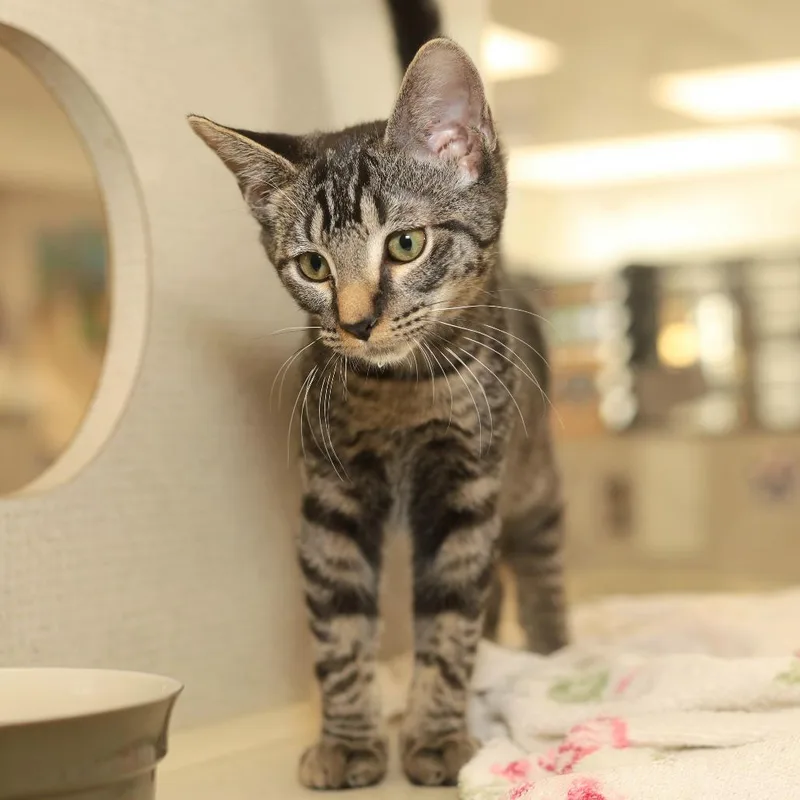 A baby small-sized female Brown / Chocolate Domestic Short Hair cat named Blanche for adoption in Evansville, IN