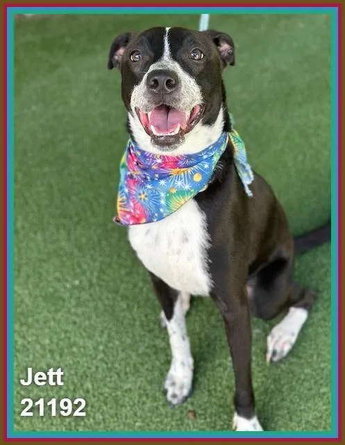 A young medium-sized male Black Pit Bull Terrier dog named Jett for adoption in Marietta, GA