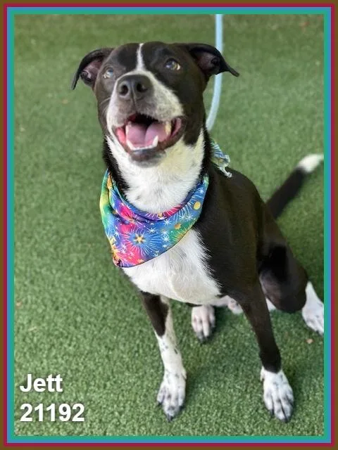 Jett thumbnail 2