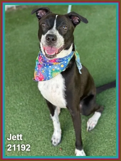 Jett thumbnail 4