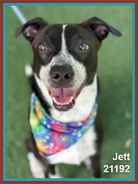 Jett thumbnail 5