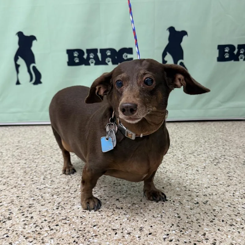 A senior small-sized female Brown / Chocolate Dachshund dog named Bailey for adoption in Bullhead City, AZ