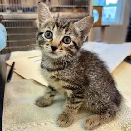 A baby small-sized female Domestic Short Hair cat named Priscilla for adoption in West Chester, PA