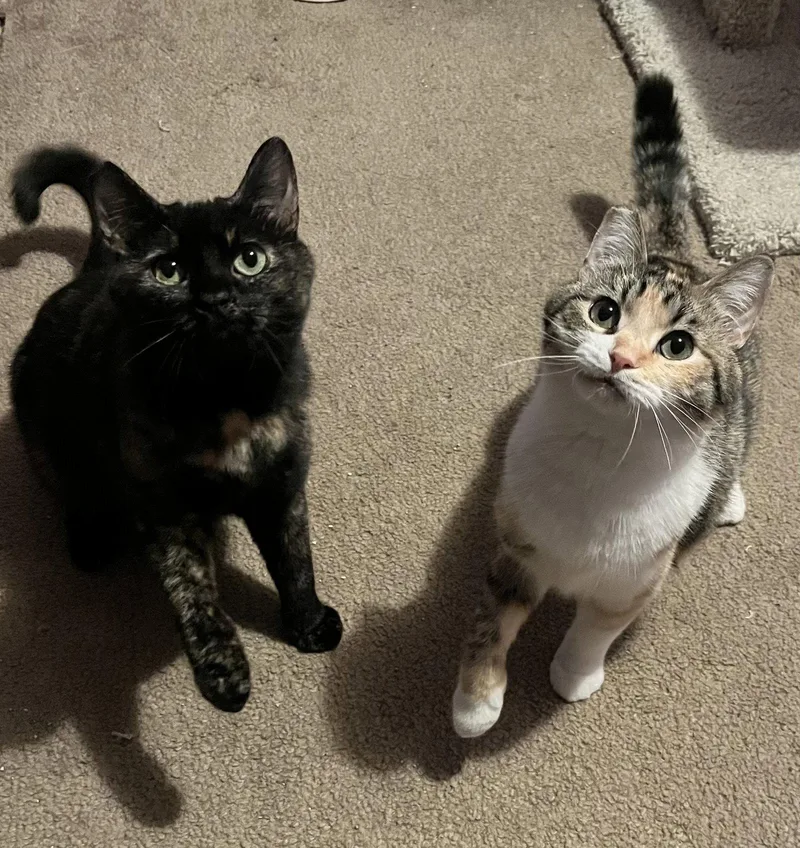 An adult medium-sized female Domestic Short Hair cat named London & Bunny for adoption in Walnut Creek, CA