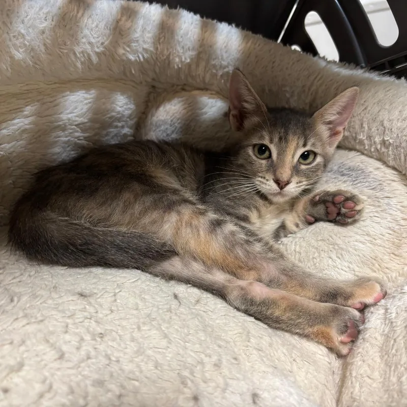 A young medium-sized female Gray / Blue / Silver Domestic Short Hair cat named Kay for adoption in Port Richey, FL