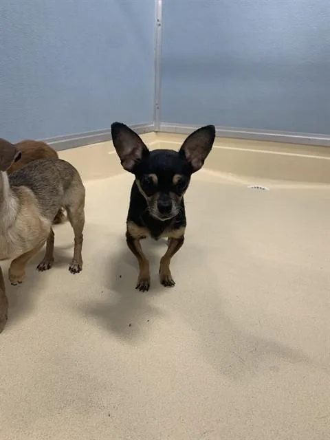 A senior small-sized male Chihuahua dog named Chesney for adoption in Tucson, AZ