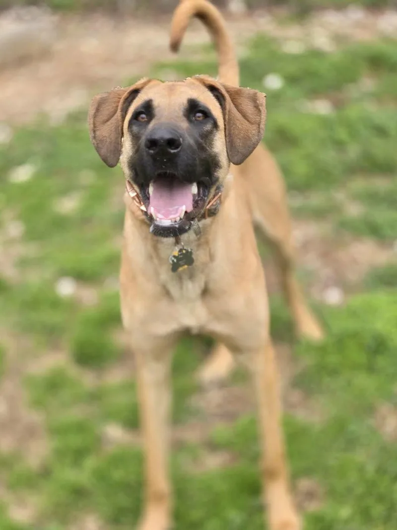A young medium-sized female Mixed Breed dog named Alma for adoption in Chatsworth, GA