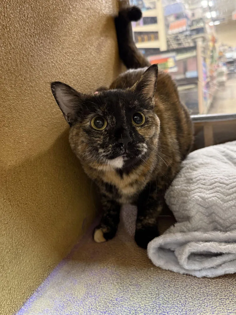 Valentine thumbnail 2