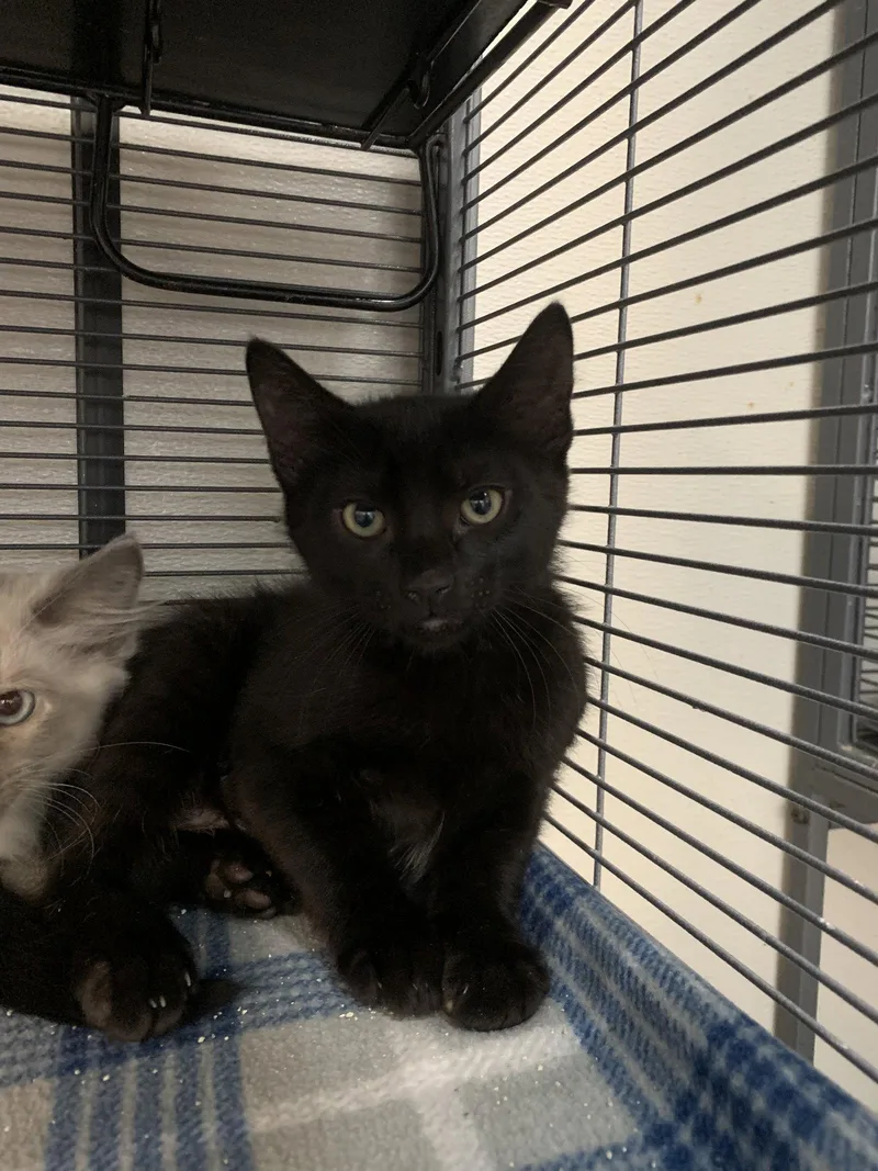 A baby medium-sized male Black Domestic Short Hair cat named Copperhead for adoption in Sanford, FL