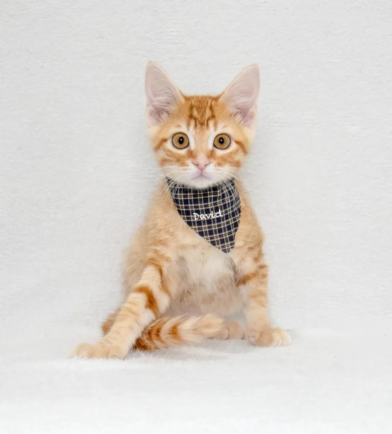 A baby small-sized male Domestic Short Hair cat named David for adoption in Hot Springs Village, AR